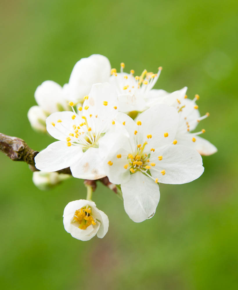 Kirschblüte in Niedereggenen