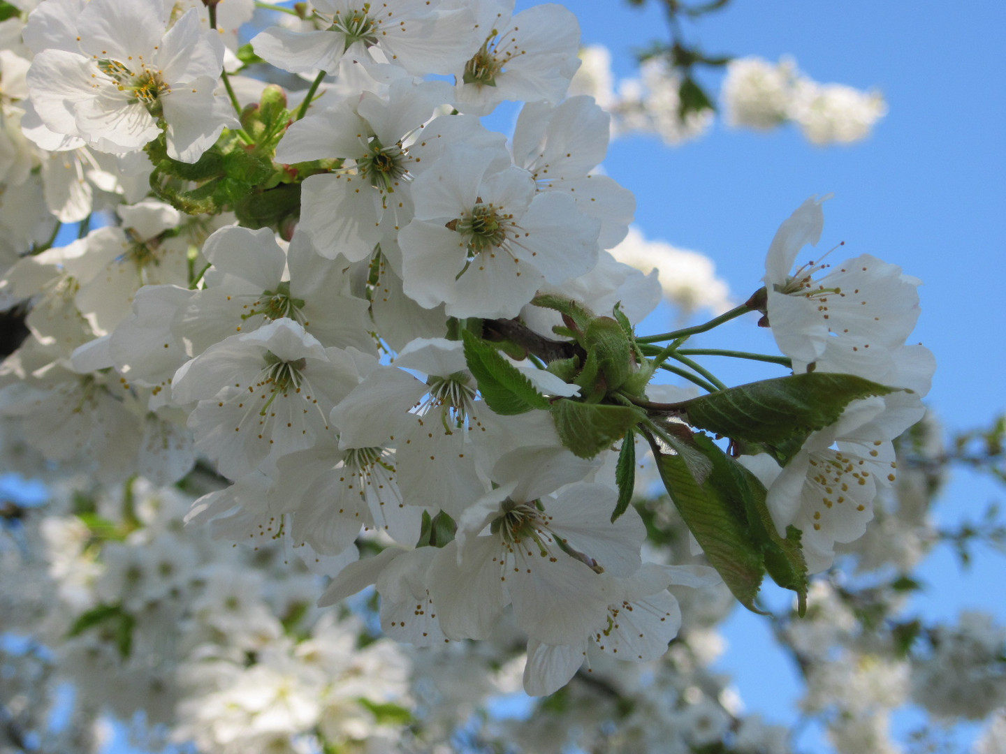 Kirschblüte in Nordhessen