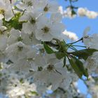 Kirschblüte in Nordhessen