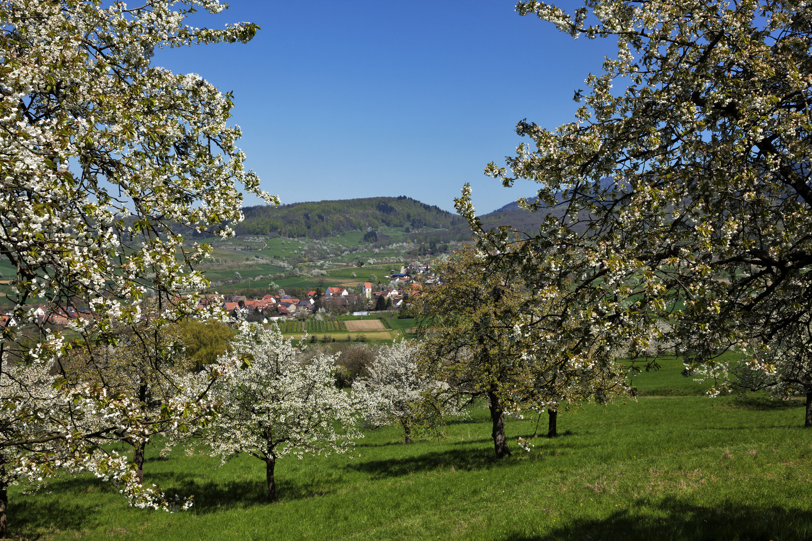 Kirschblüte in Obereggenen