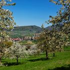 Kirschblüte in Obereggenen