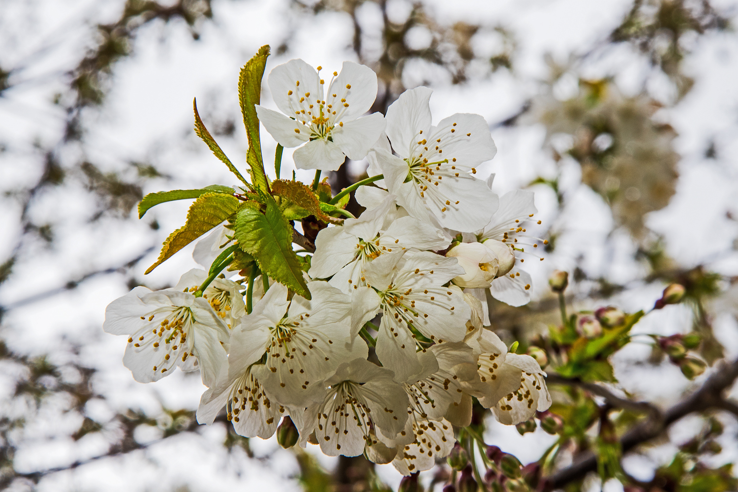 Kirschblüte in Paris