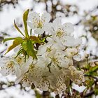 Kirschblüte in Paris