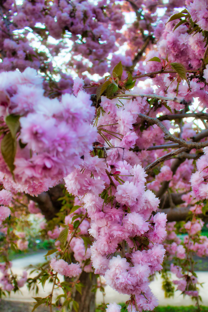 Kirschblüte in Potsdam