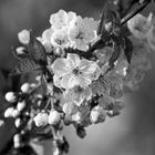 Kirschblüte in Rheinhessen