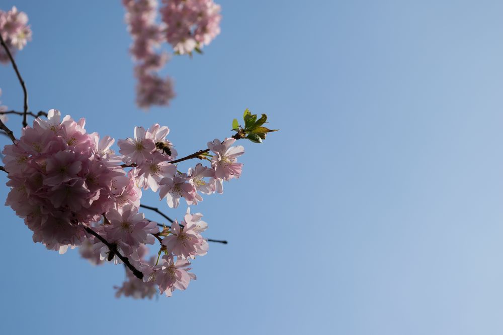 Kirschblüte in Rüttenscheid