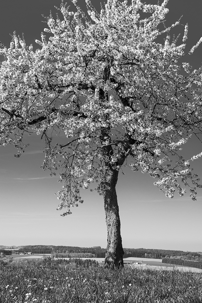 Kirschblüte in Schwarzweiß