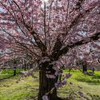 Kirschblüte in Schwetzingen