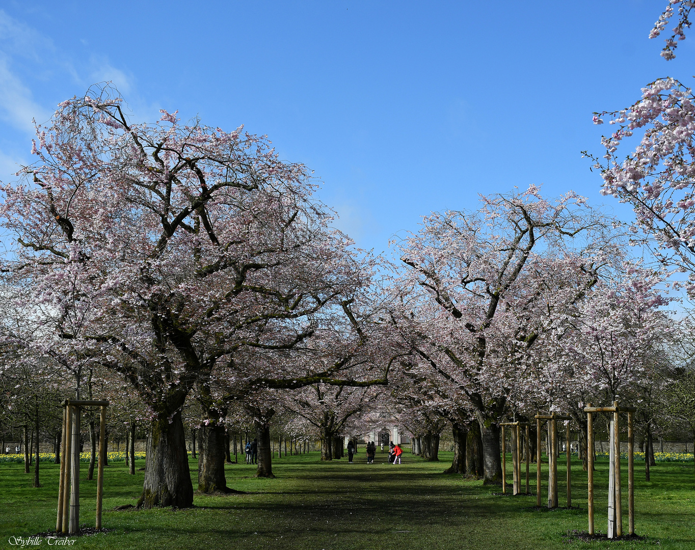 Kirschblüte in Schwetzingen