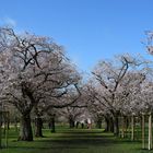 Kirschblüte in Schwetzingen