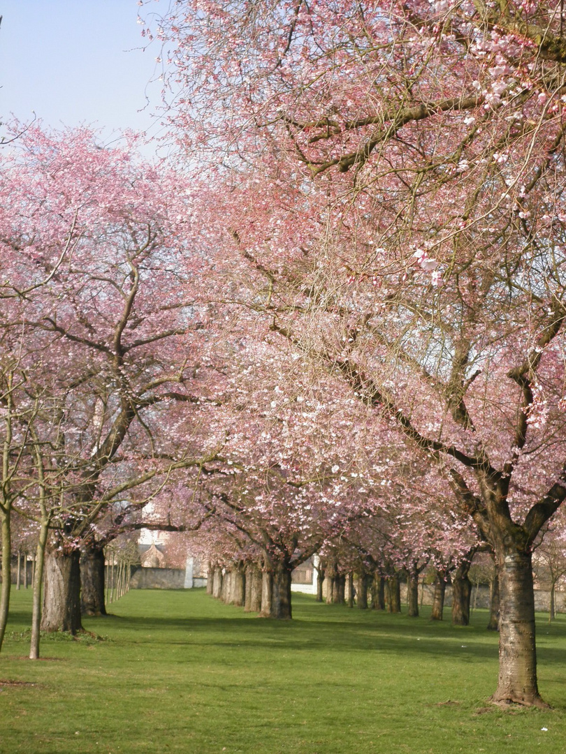 Kirschblüte in Schwetzingen