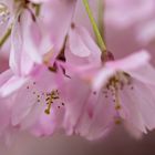 Kirschblüte in Siegen