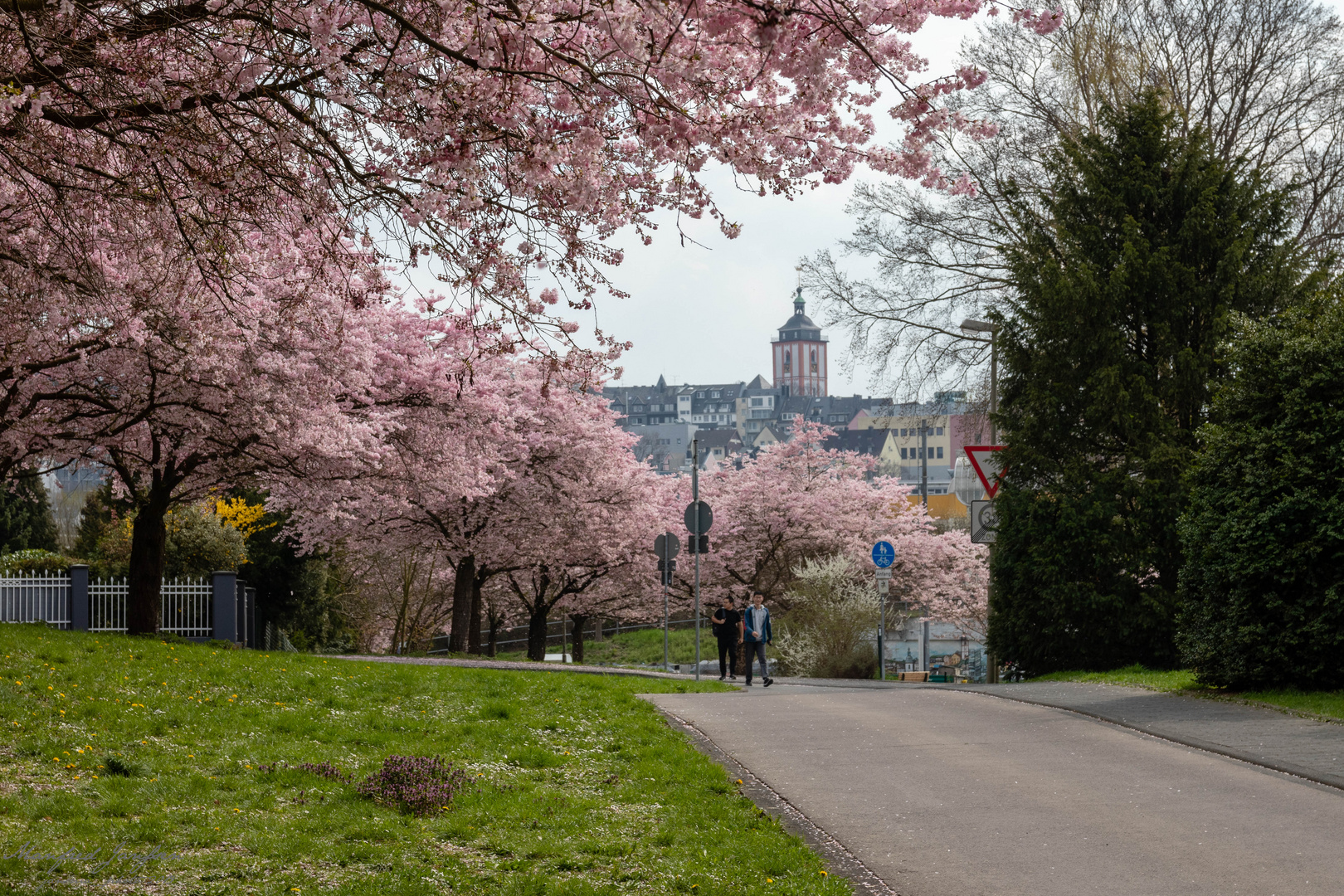 Kirschblüte in Siegen