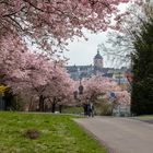 Kirschblüte in Siegen