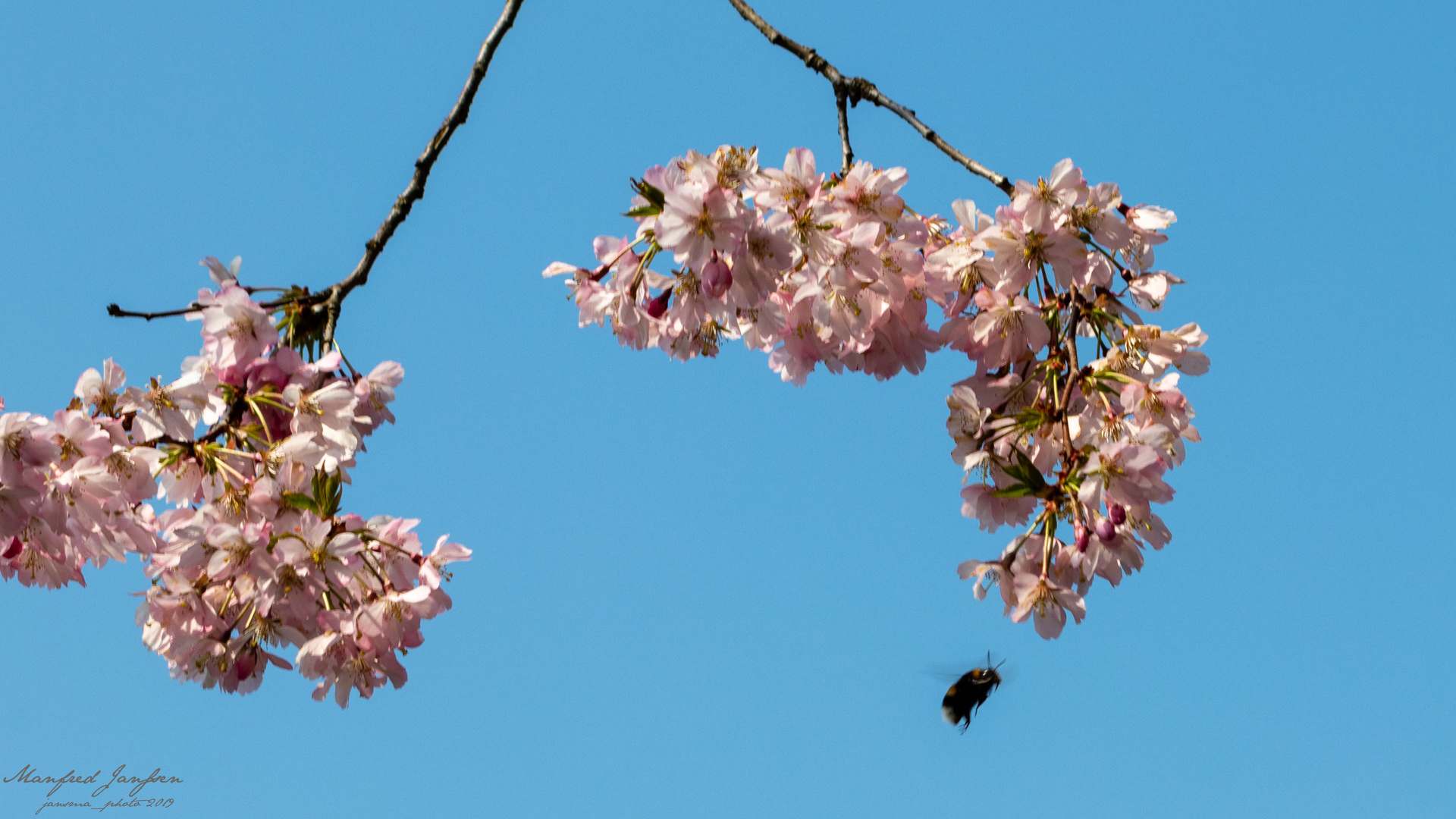 Kirschblüte in Siegen