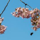 Kirschblüte in Siegen