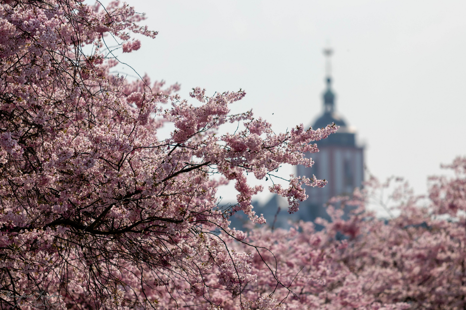 Kirschblüte in Siegen