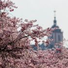 Kirschblüte in Siegen