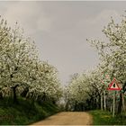 * Kirschblüte in  Soave *