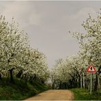 * Kirschblüte in  Soave *