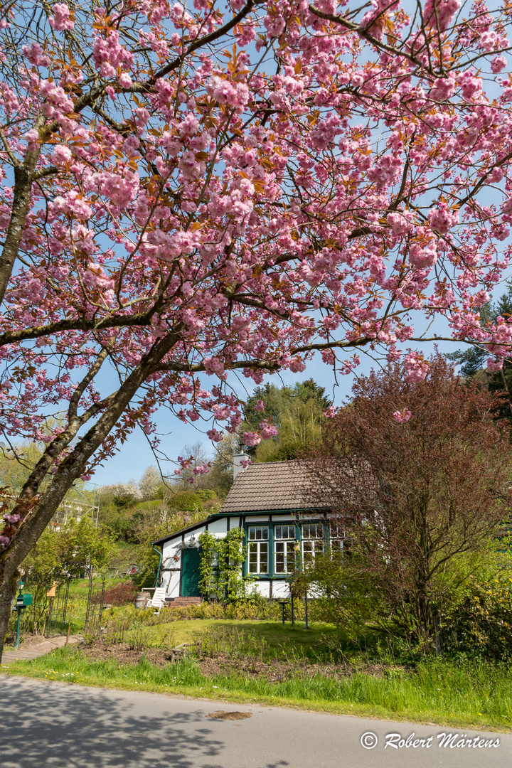 Kirschblüte in Solingen Rüden