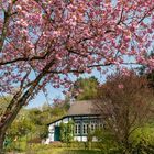 Kirschblüte in Solingen Rüden