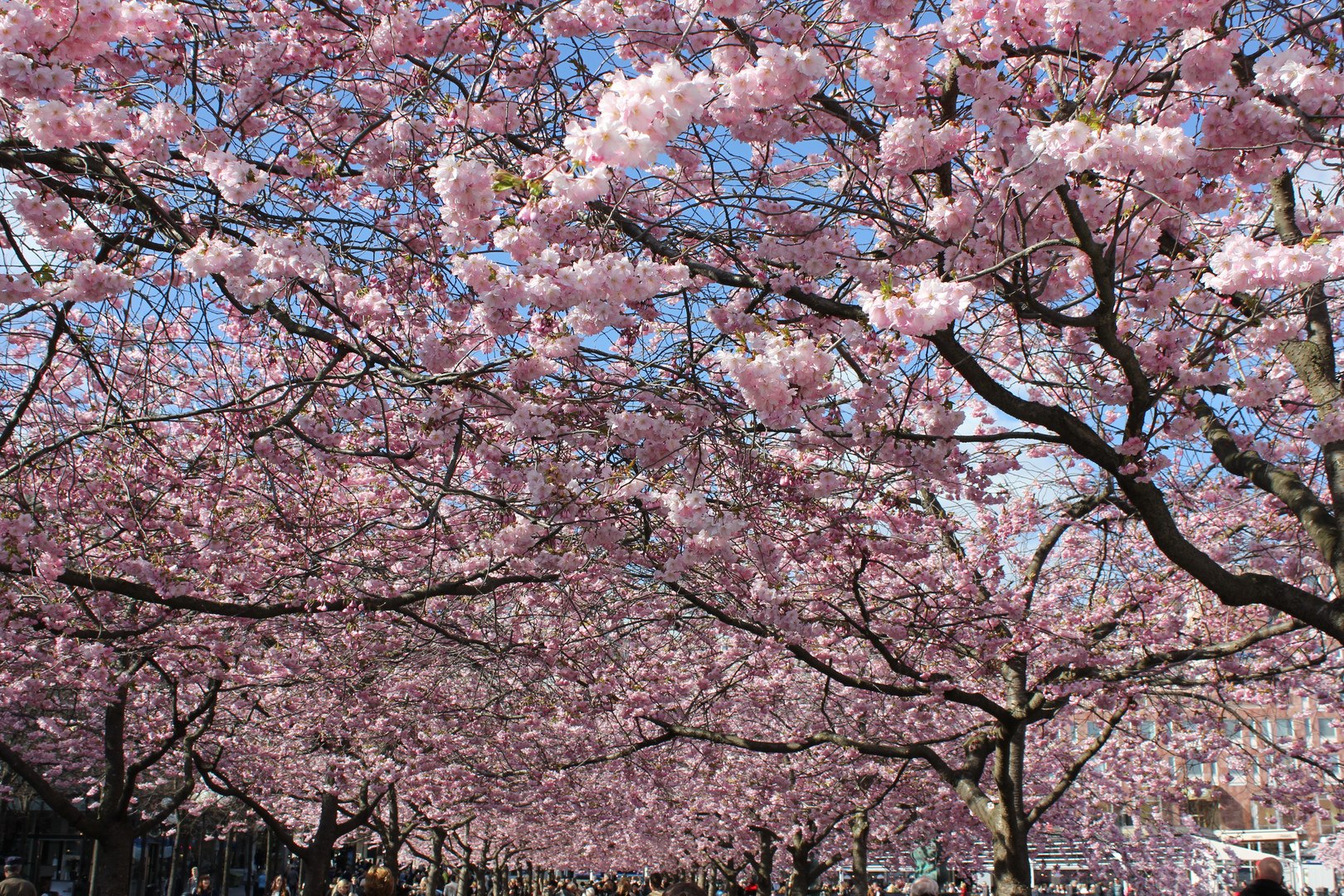 Kirschblüte in Stockholm