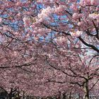 Kirschblüte in Stockholm