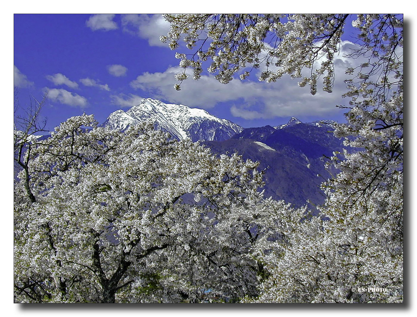 KIrschblüte in Tokio