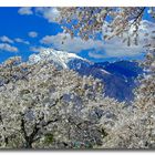 KIrschblüte in Tokio