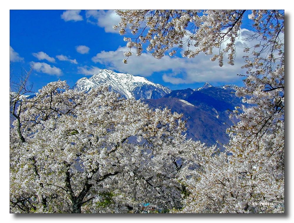 KIrschblüte in Tokio