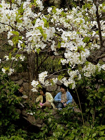 Kirschbluete in Tokio