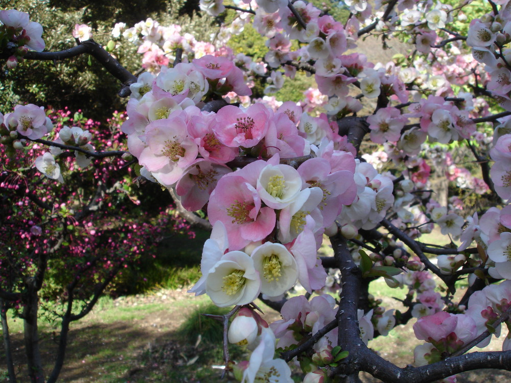 Kirschblüte in Tokyo