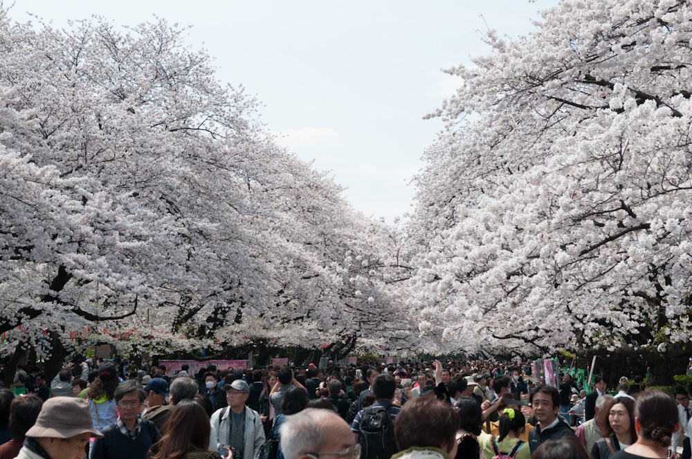 Kirschblüte in Tokyo