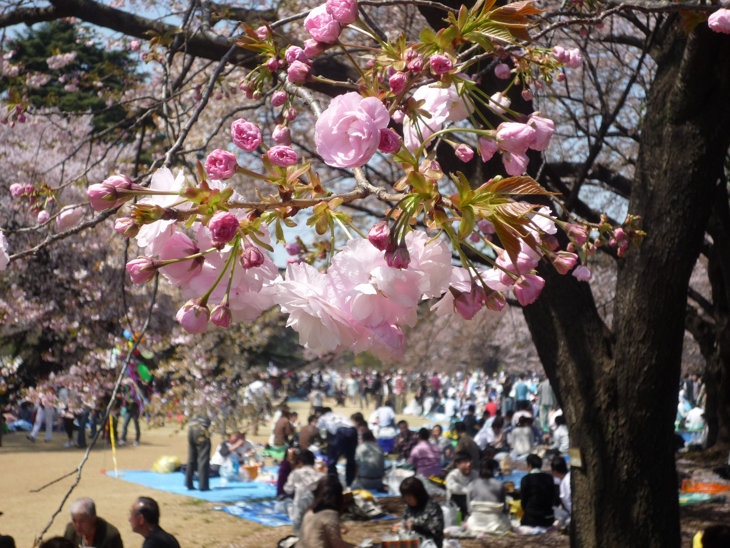 ..:: Kirschblüte in Tokyo ::..