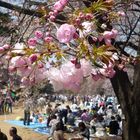 ..:: Kirschblüte in Tokyo ::..