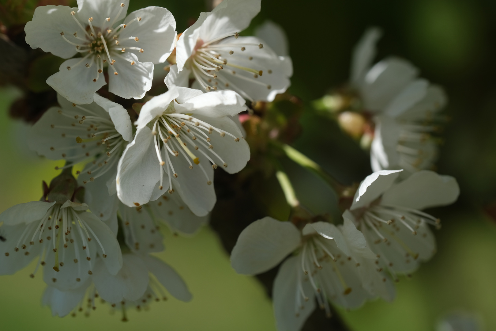 Kirschblüte in Werder, Havelland