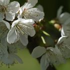 Kirschblüte in Werder, Havelland