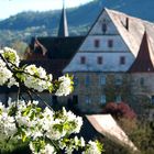 Kirschblüte in Wiesenthau