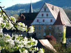 Kirschblüte in Wiesenthau