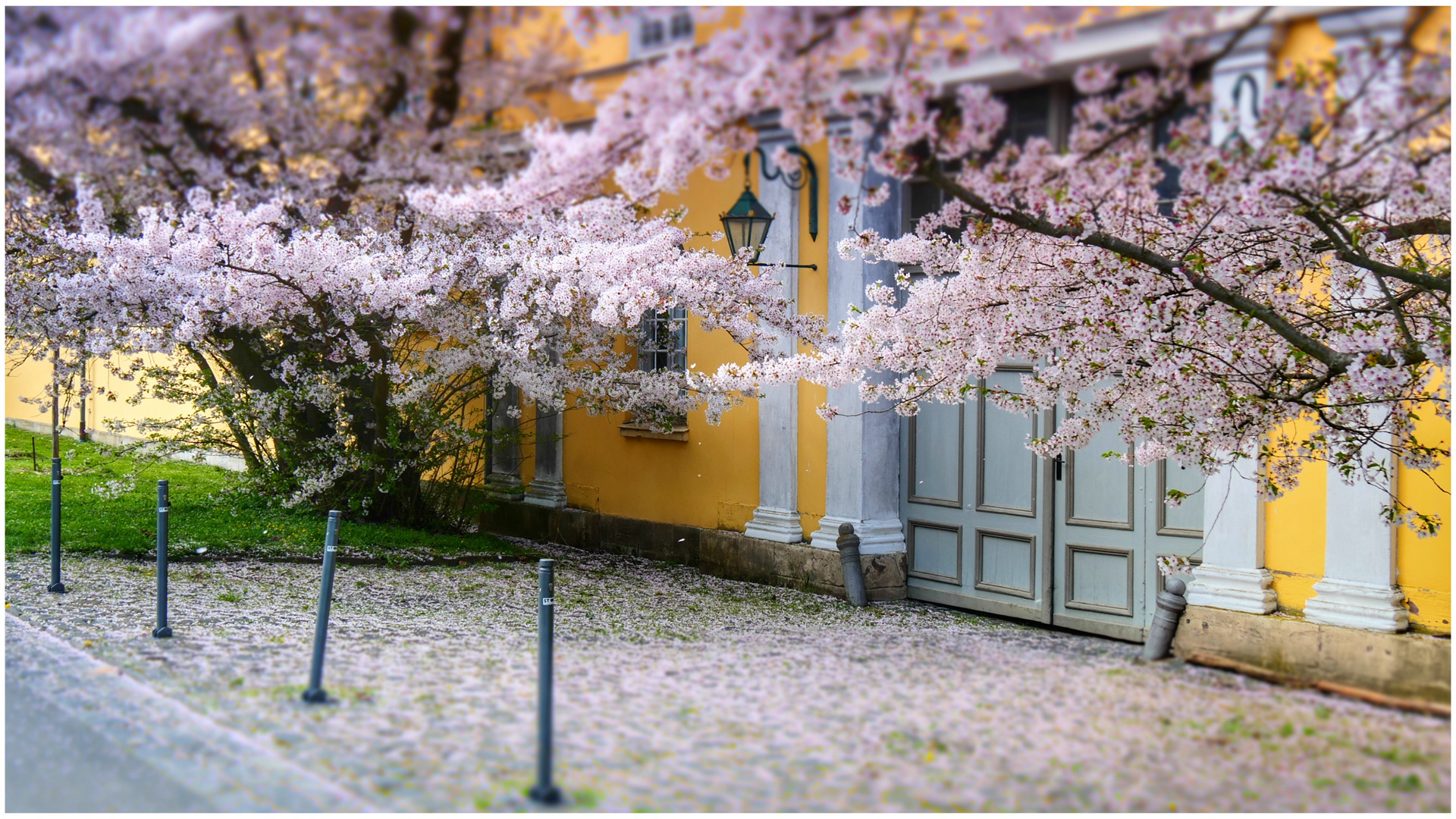 Kirschblüte in Wiöhelmshöhe (II)