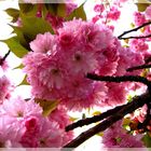 Kirschblüte (Japanischen Kirsche)