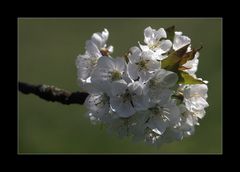 Kirschblüte klassisch