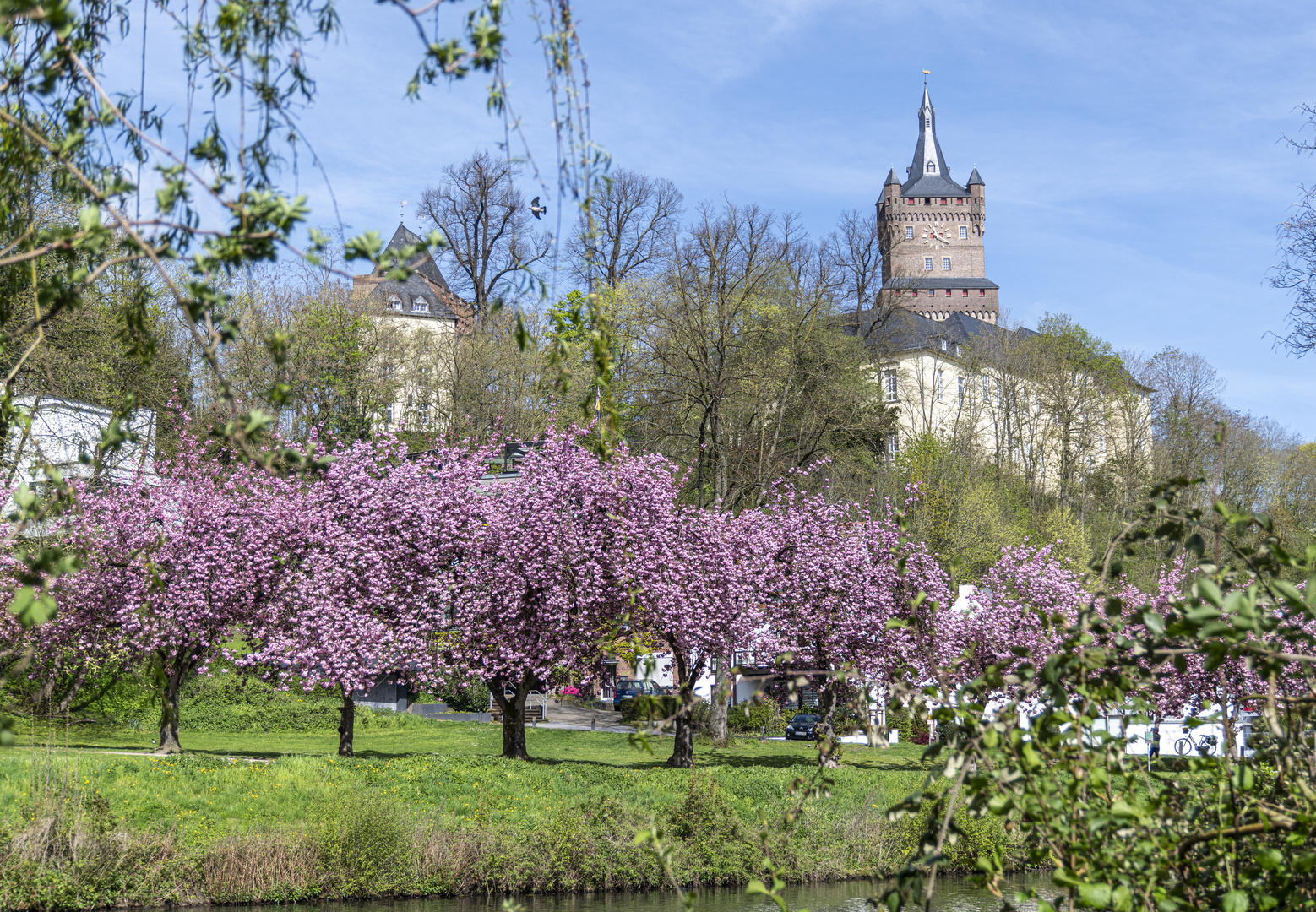 Kirschblüte Kleve 1