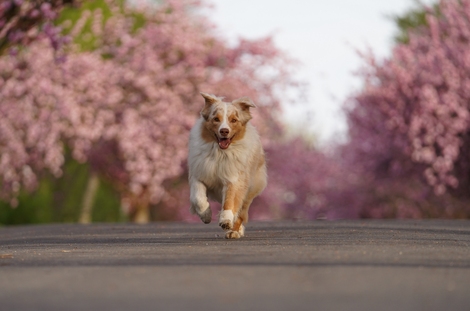 Kirschblüte Köln - Australian Shepherd