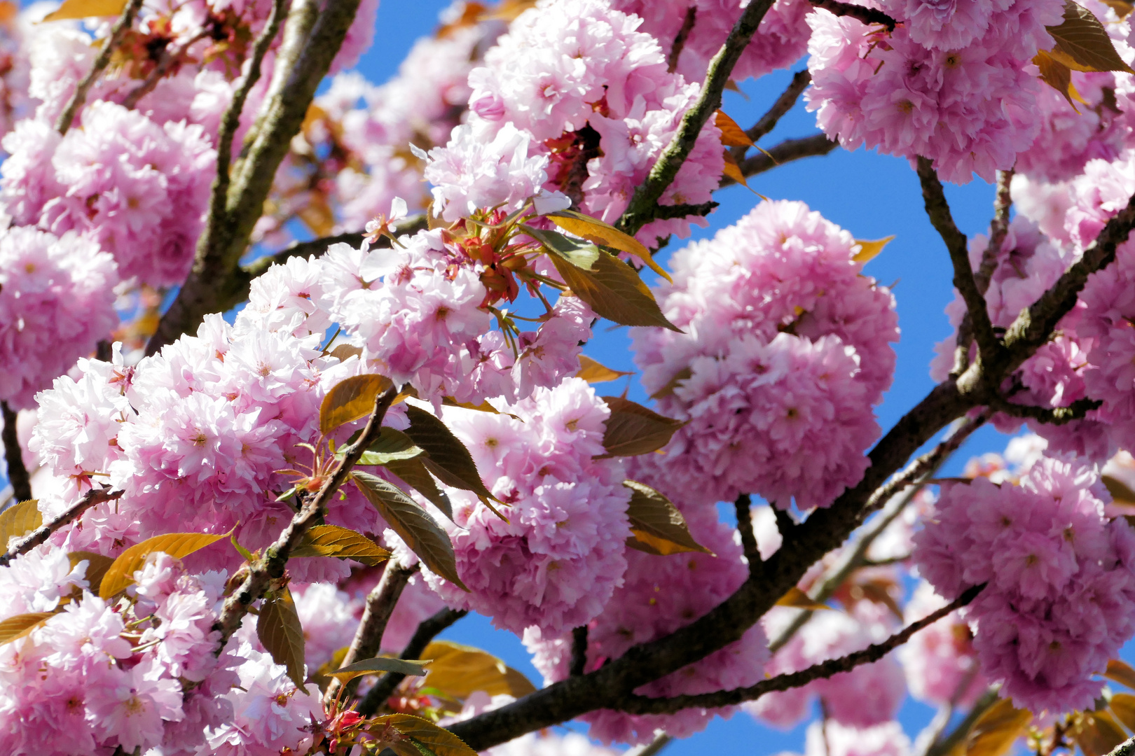 Kirschblüte - leider schon wieder vorbei ...