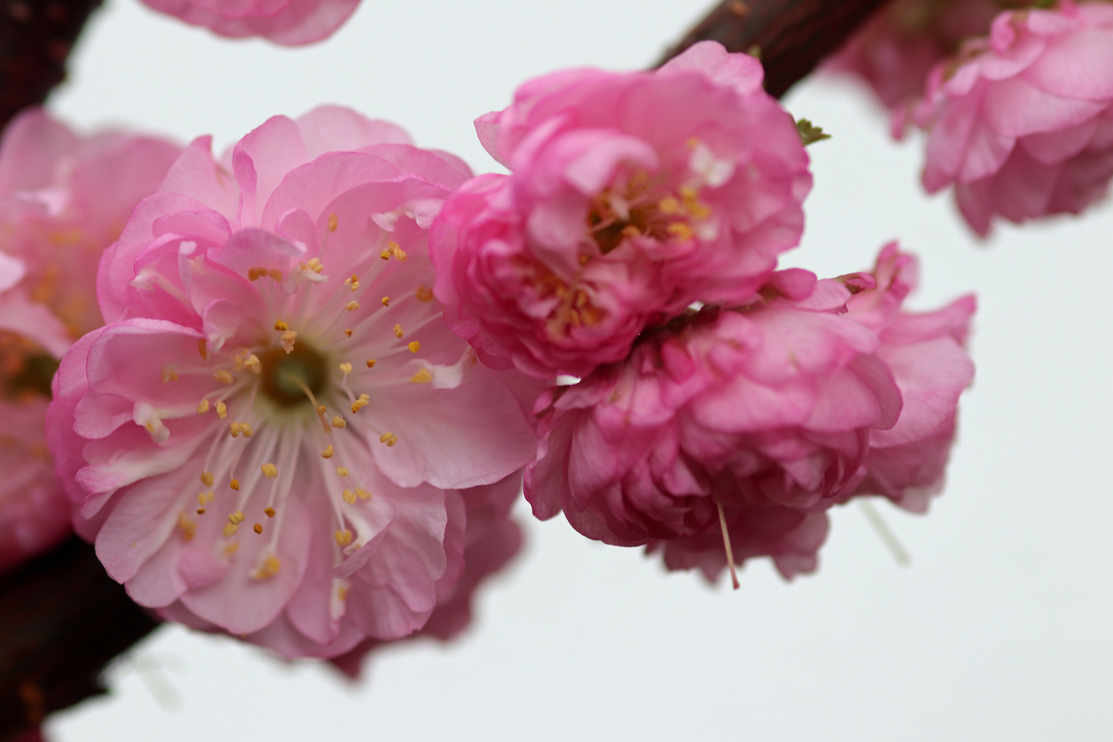 Kirschblüte Macro-Aufnahme
