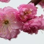 Kirschblüte Macro-Aufnahme