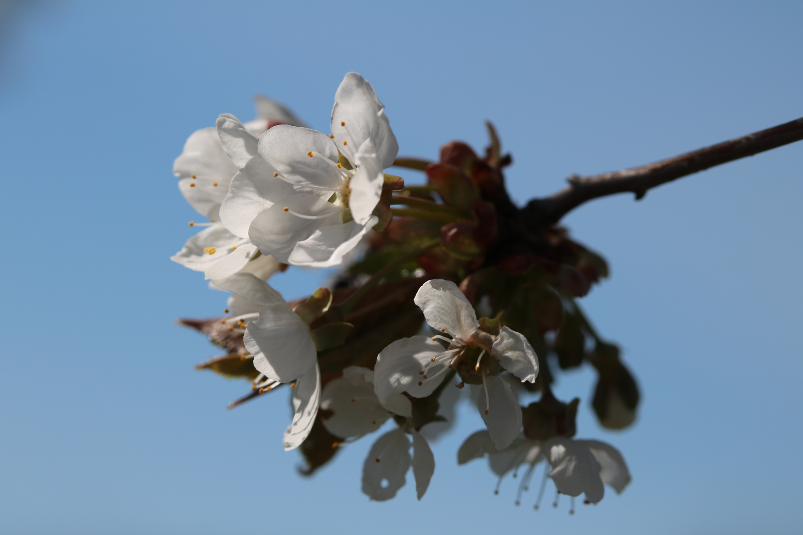 Kirschblüte makro