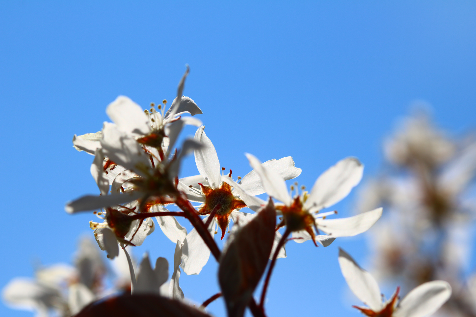 Kirschblüte makro